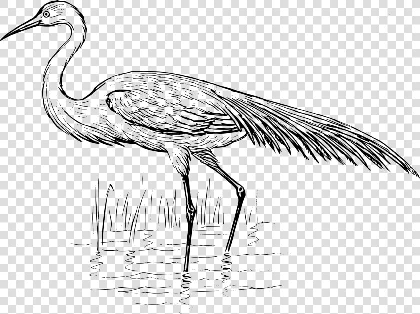 Egret Drawing At Getdrawings   Blue Crane Black And White Clipart  HD Png DownloadTransparent PNG