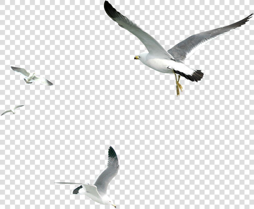 Seagul Png   Transparent Png Seagull Png  Png DownloadTransparent PNG