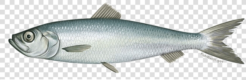 Atlantic Herring  HD Png DownloadTransparent PNG