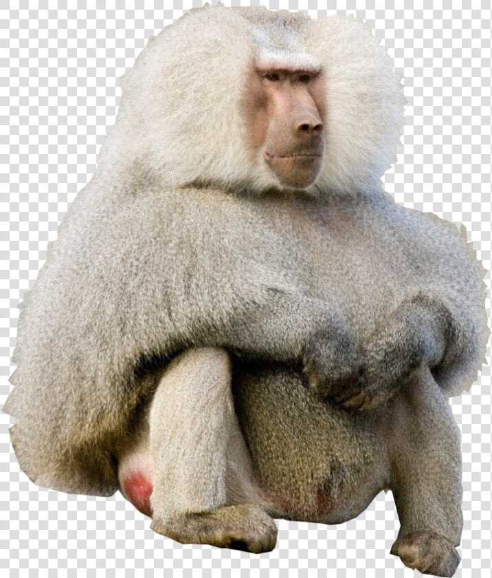 Transparent Baboon Png   Hamadryas Baboon  Png DownloadTransparent PNG