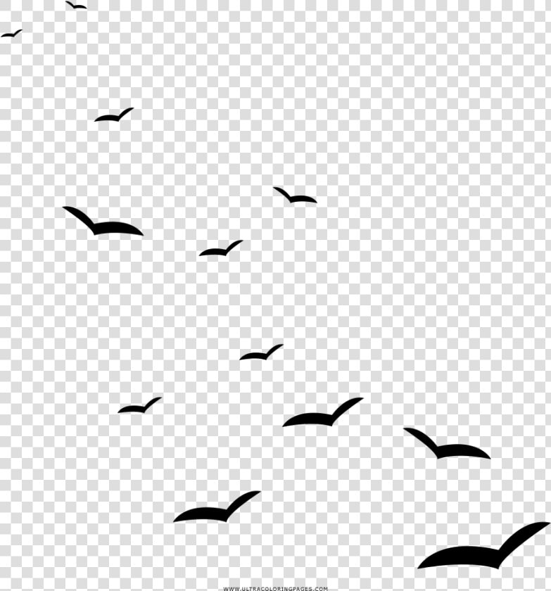 Seagulls Coloring Page   Gaivota Png  Transparent PngTransparent PNG