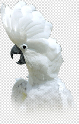 Cockatoo  HD Png DownloadTransparent PNG