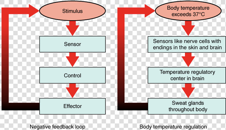 A Negative Feedback Loop Has Four Basic Parts   Maintain Homeostasis  HD Png DownloadTransparent PNG