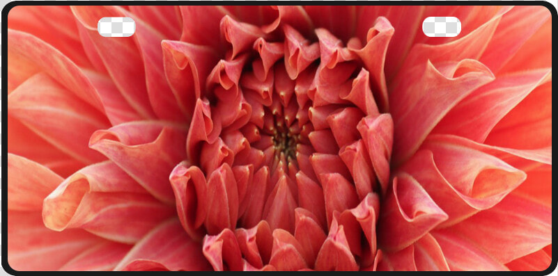 Bright Red Dahlia Flower License Plate   Dahlia  HD Png DownloadTransparent PNG