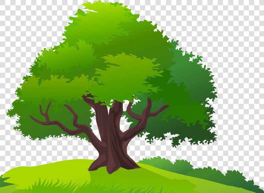 Mango Tree Clip Art   Mango Tree Clipart Png  Transparent PngTransparent PNG