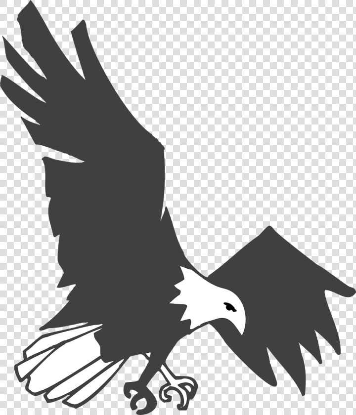 Burung Elang Hitam Putih  HD Png DownloadTransparent PNG