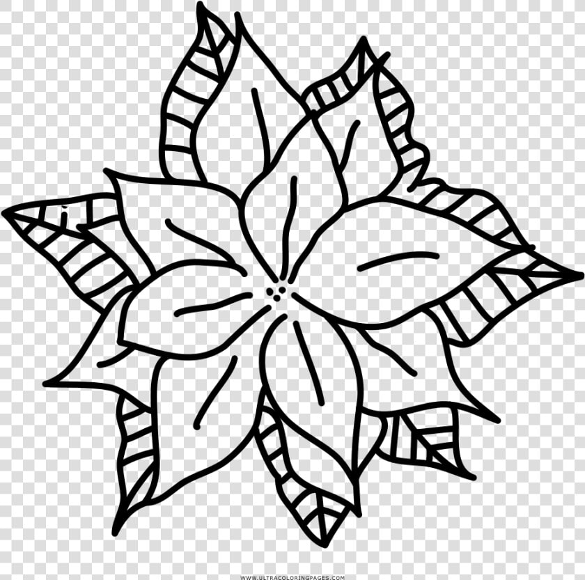 Poinsettia Coloring Page   Floral Design  HD Png DownloadTransparent PNG