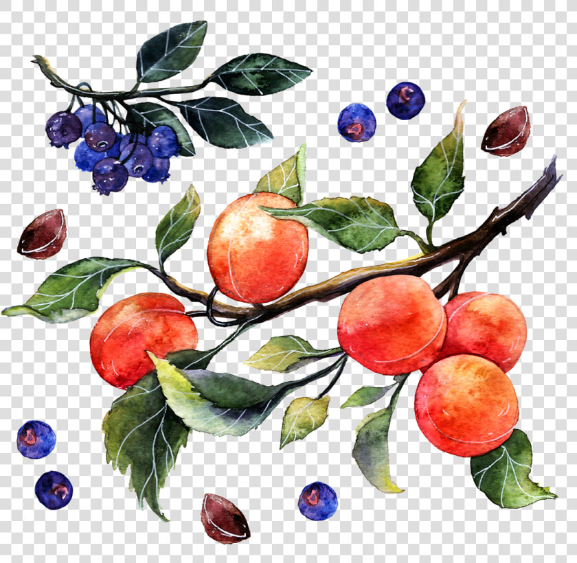 Painting Watercolor Of Oranges   Png Download   Watercolor Painting  Transparent PngTransparent PNG