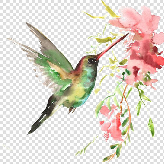 Watercolor Bird Download Hq Png Clipart   Beija Flor Em Aquarela  Transparent PngTransparent PNG