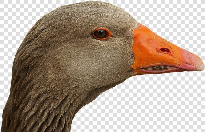 Goose  Head  Goose Beak  Bill  Bird  Portrait  Poultry   Bird Head Png  Transparent PngTransparent PNG