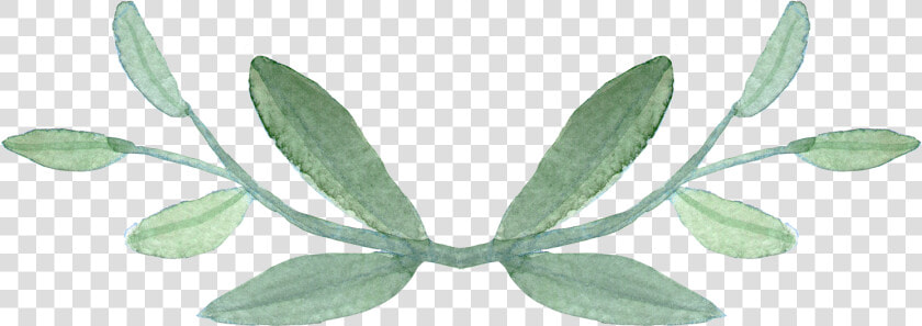 Plant common Sage herb   Transparent Background Greenery Transparent  HD Png DownloadTransparent PNG