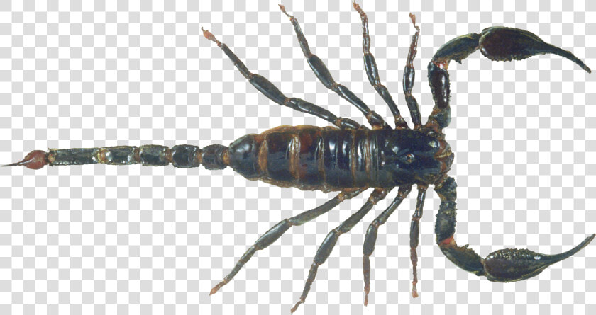 Scorpion Png Image   Scorpion Png  Transparent PngTransparent PNG