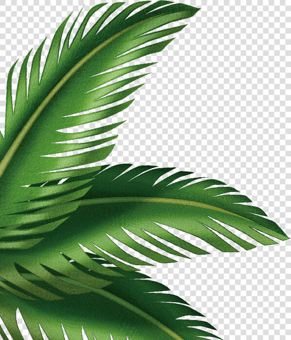 Leaf Arecaceae Clip Art Transprent Png Free   Clipart Palm Leaves Png  Transparent PngTransparent PNG