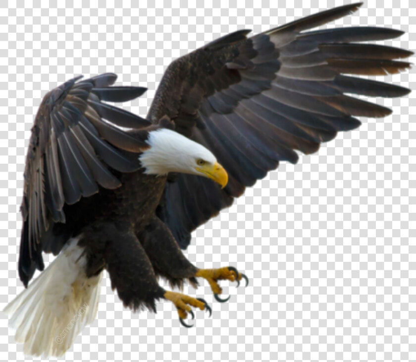  aguila   Clear Background Eagle Png  Transparent PngTransparent PNG