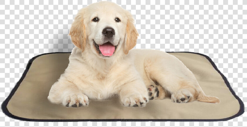 Transparent Pet Bed Clipart   Transparent Background Golden Retriever Puppies Png  Png DownloadTransparent PNG