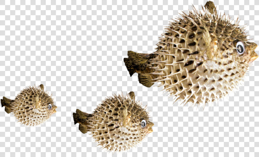  puffer  fish  freetoedit   Fugu Png  Transparent PngTransparent PNG