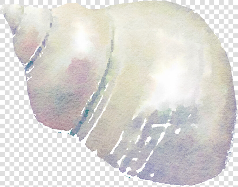 Seashell Png High quality Image   Watercolor Seashells Png  Transparent PngTransparent PNG