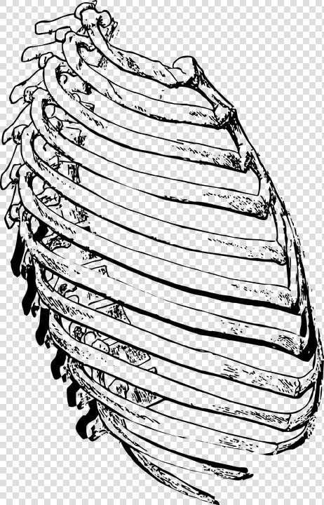 Ribs Side  Rib Cage  Ribs  Rib  Skeleton  Human   Rib  HD Png DownloadTransparent PNG