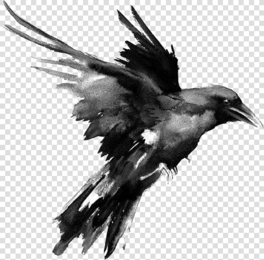 Raven Png   Black And White Raven Art  Transparent PngTransparent PNG