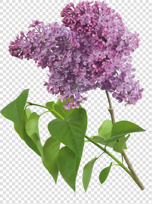 Transparent Lilac Png  Png DownloadTransparent PNG