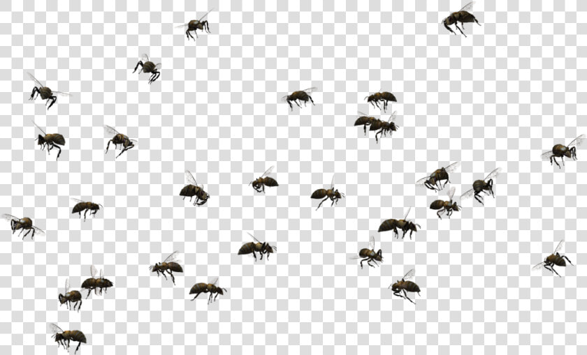 Bee Png Pic   Swarm Of Bees Png  Transparent PngTransparent PNG