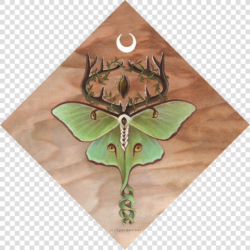 Ancestor Moth  HD Png DownloadTransparent PNG