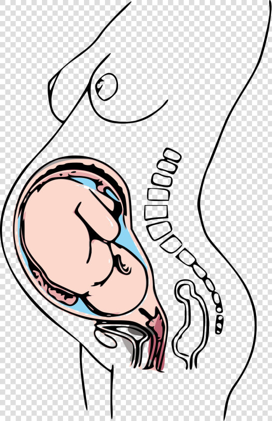 Third Trimester Pregnancy Clip Arts   Did You Give Birth  HD Png DownloadTransparent PNG