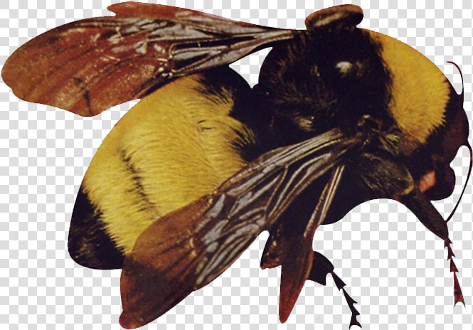 Scum Fuck Flower Boy Bee  HD Png DownloadTransparent PNG