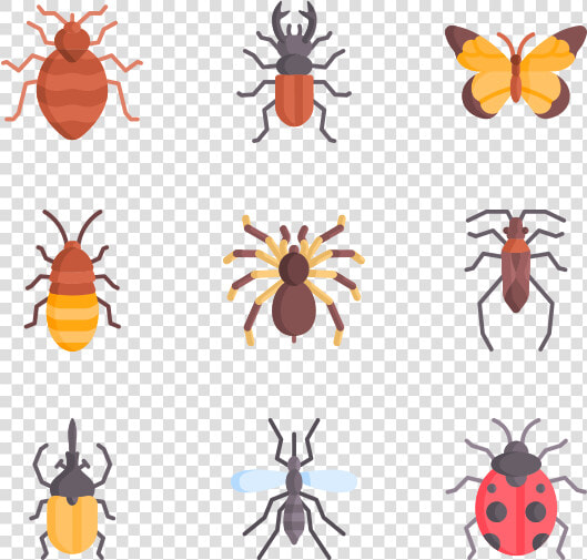 Weevil  HD Png DownloadTransparent PNG