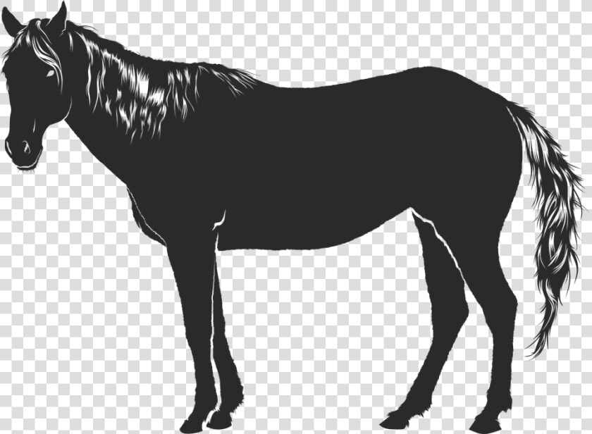 Horse  Black  Animal  Silhouette  Shadow   Cavalo Sombra Png  Transparent PngTransparent PNG