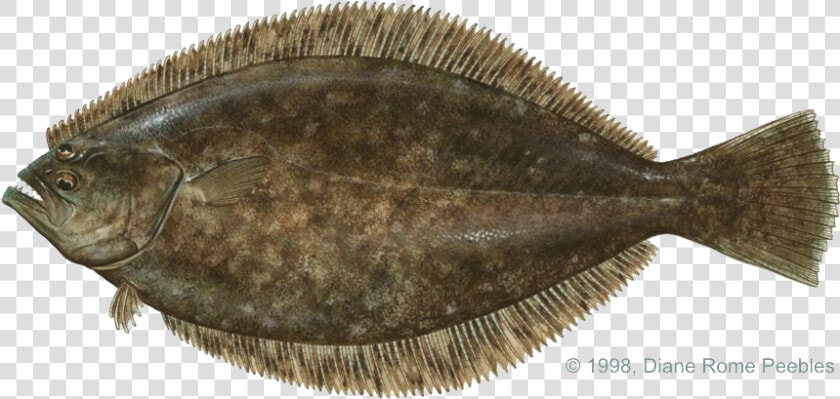 Download Halibut Png File   Halibut Png  Transparent PngTransparent PNG