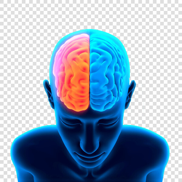 Cerebro En Cabeza   Brain Png Transparent  Png DownloadTransparent PNG