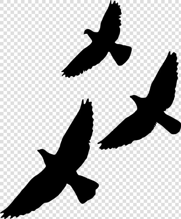 Silhouette  Bird  Fly  Wildlife  Flight  Gathering   Birds Flying Overlay  HD Png DownloadTransparent PNG