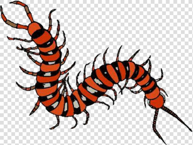 Millipede Clipart Tennessee   Rainforest Insect Clipart  HD Png DownloadTransparent PNG