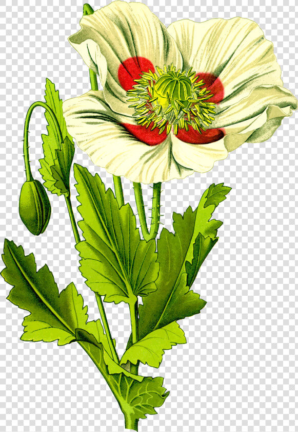 Opium Poppy 3 Clip Arts   Opium Ancient Rome  HD Png DownloadTransparent PNG