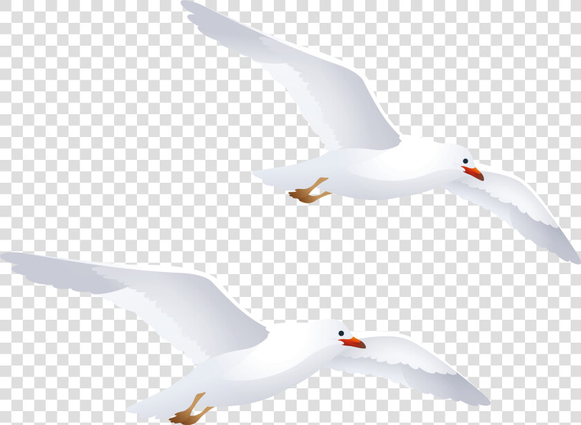 Seagulls Png Clipart   Seagulls Clipart Png  Transparent PngTransparent PNG