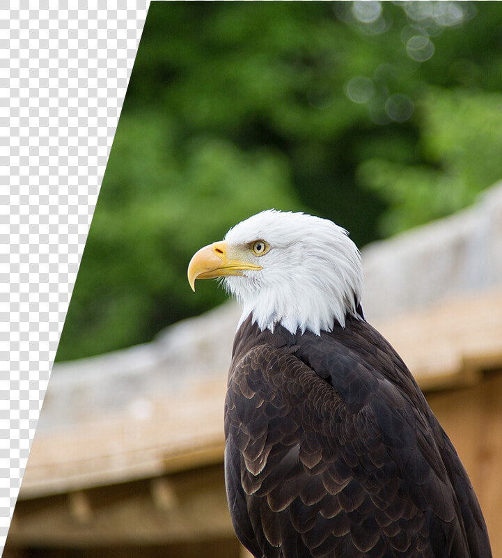 Eagle Perched On A Fence  HD Png DownloadTransparent PNG