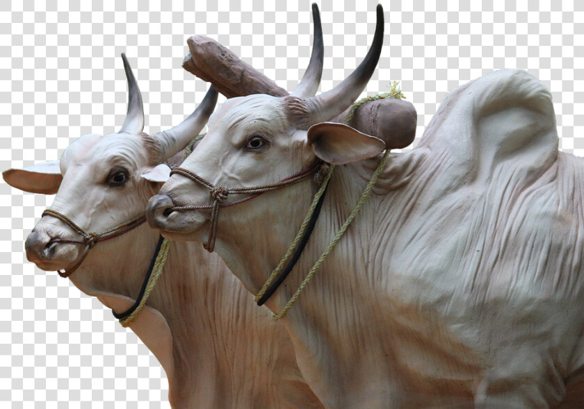 Brahma  Cattle  Sculpture  Cops  Agriculture  Animals   Indian Transparent Ox Png  Png DownloadTransparent PNG