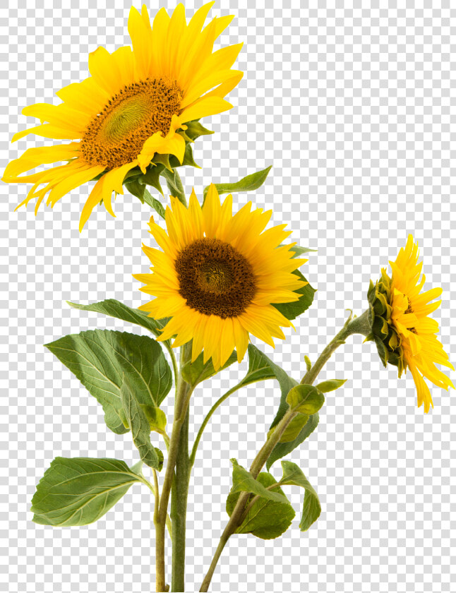 Snack Gluten Sunflower Nut Seed Sunflowers Common Clipart   Sunflower Png  Transparent PngTransparent PNG