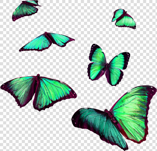  torqouise  butterflies  flying  insects  sticker freetoedit   Flying Butterfly For Editing  HD Png DownloadTransparent PNG