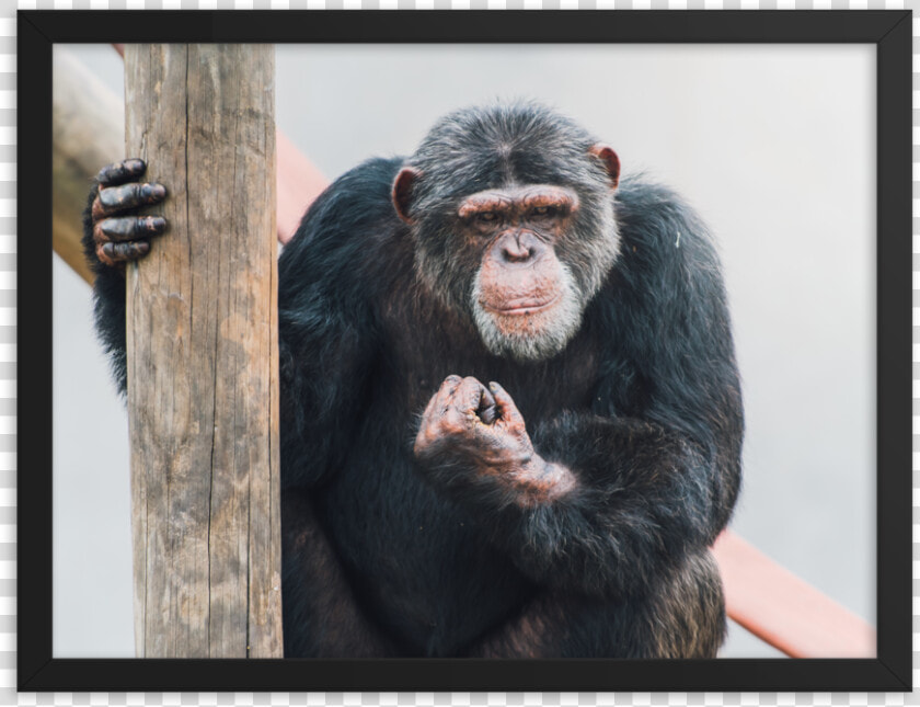 Common Chimpanzee  HD Png DownloadTransparent PNG