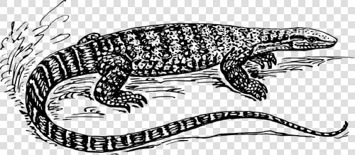 Graphics Of Black And White Lizard In Nature   Monitor Lizard Black And White  HD Png DownloadTransparent PNG