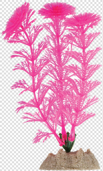 Tetra Glofish Aquarium Plant   Underwater Aquarium Plants Png  Transparent PngTransparent PNG