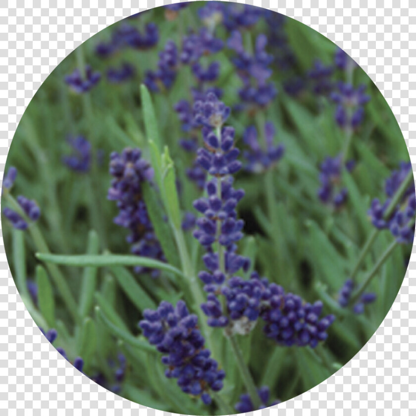 Lavanda Varieta  HD Png DownloadTransparent PNG