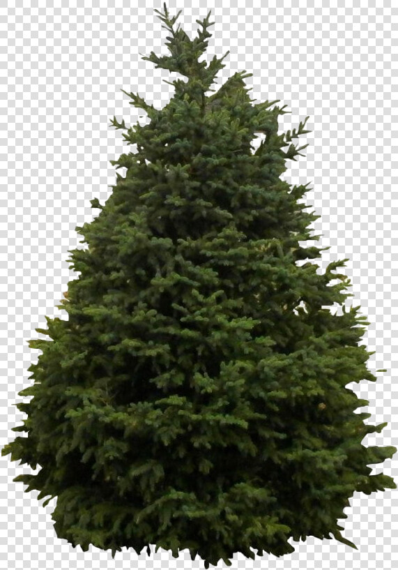 Snow Fir Tree Png Clipart   Christmas Tree Fir  Transparent PngTransparent PNG