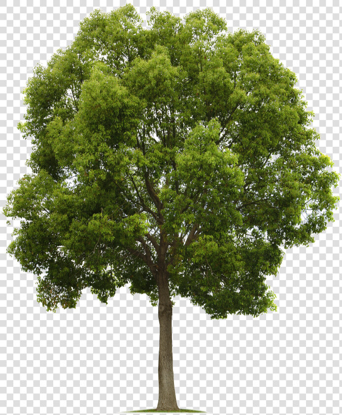 California Live Oak   Tree Png High Resolution  Transparent PngTransparent PNG