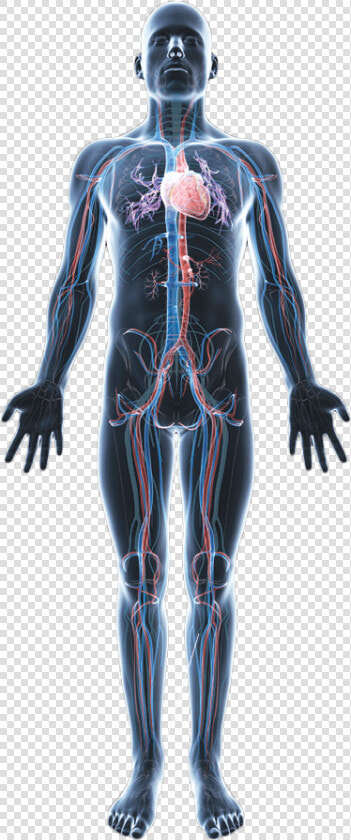 Body Png Hd   Human Body Anatomy Png  Transparent PngTransparent PNG