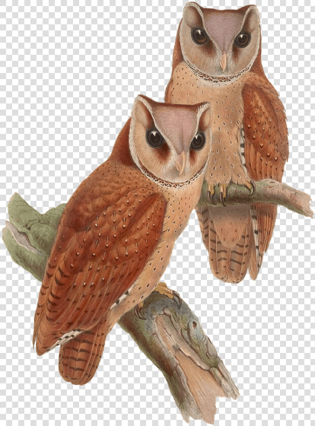 Owls Sitting On A Branch   Vintage Owl Png  Transparent PngTransparent PNG