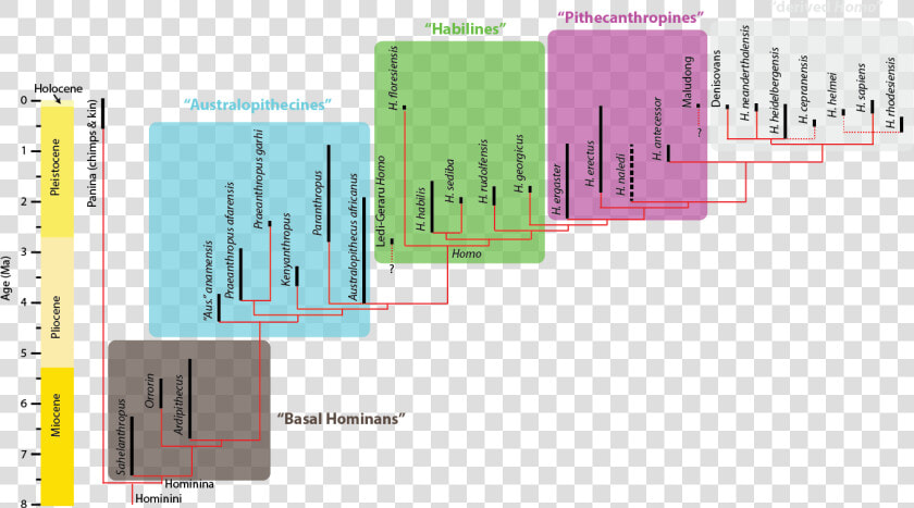 Homo Sapiens Phylogeny  HD Png DownloadTransparent PNG