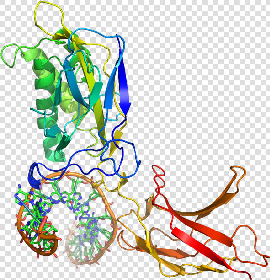 1svc Nfkb Dna   Illustration  HD Png DownloadTransparent PNG